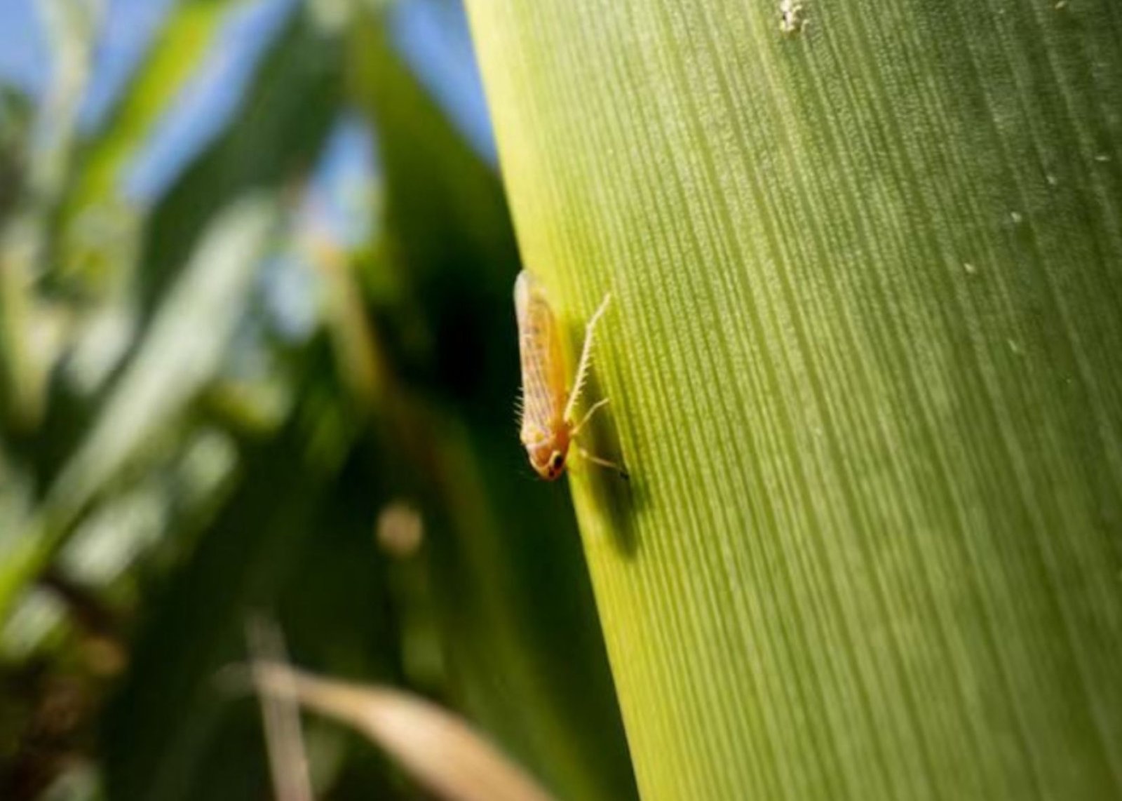 Provincia traza acciones para reducir el impacto de la “chicharrita de maíz” en cultivos santafesinos